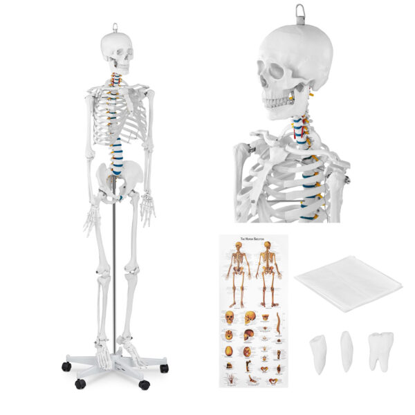 10040236 model anatomiczny szkieletu czlowieka 176 cm plakat anatomiczny hurtownia sklep