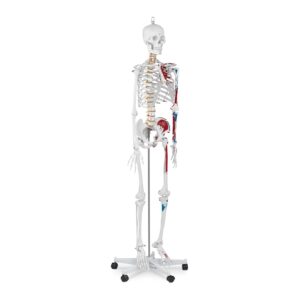 Model anatomiczny ludzkiego szkieletu 180 cm + Plakat anatomiczny 8 Model anatomiczny ludzkiego szkieletu 180 cm + Plakat anatomiczny - obrazek 2