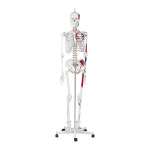 Model anatomiczny ludzkiego szkieletu 180 cm + Plakat anatomiczny 9 Model anatomiczny ludzkiego szkieletu 180 cm + Plakat anatomiczny - obrazek 3
