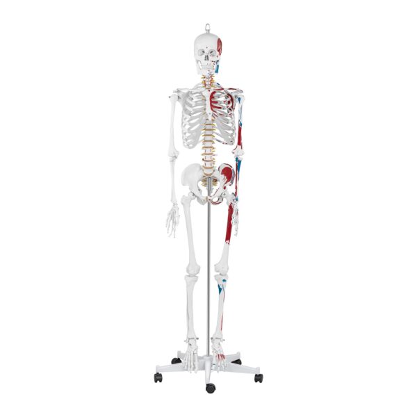 Model anatomiczny ludzkiego szkieletu 180 cm + Plakat anatomiczny 2 10040238 2