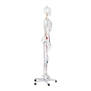 Model anatomiczny ludzkiego szkieletu 180 cm + Plakat anatomiczny 10 Model anatomiczny ludzkiego szkieletu 180 cm + Plakat anatomiczny - obrazek 4