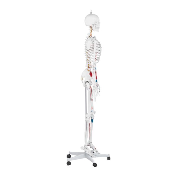 Model anatomiczny ludzkiego szkieletu 180 cm + Plakat anatomiczny 3 10040238 3