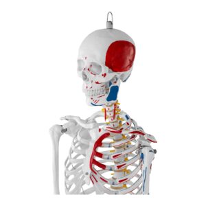 Model anatomiczny ludzkiego szkieletu 180 cm + Plakat anatomiczny 11 Model anatomiczny ludzkiego szkieletu 180 cm + Plakat anatomiczny - obrazek 5