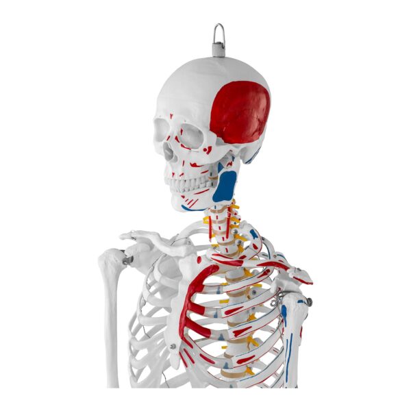 Model anatomiczny ludzkiego szkieletu 180 cm + Plakat anatomiczny 4 10040238 4