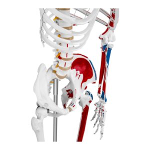 Model anatomiczny ludzkiego szkieletu 180 cm + Plakat anatomiczny 12 Model anatomiczny ludzkiego szkieletu 180 cm + Plakat anatomiczny - obrazek 6