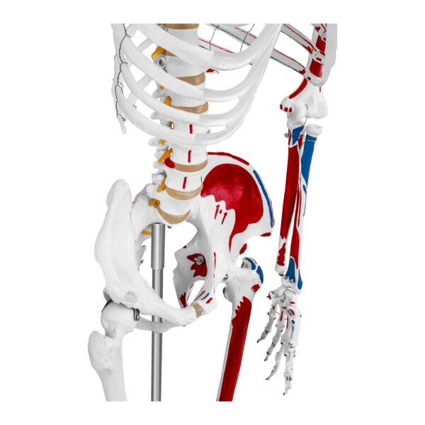 Model anatomiczny ludzkiego szkieletu 180 cm + Plakat anatomiczny 5 10040238 5