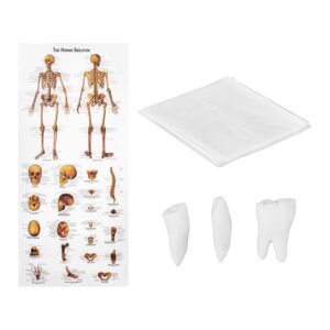 Model anatomiczny ludzkiego szkieletu 180 cm + Plakat anatomiczny 13 Model anatomiczny ludzkiego szkieletu 180 cm + Plakat anatomiczny - obrazek 7