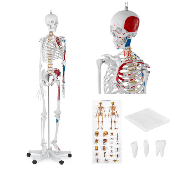 10040238-model-anatomiczny-ludzkiego-szkieletu-180-cm-plakat-anatomiczny-hurtownia-sklep 10040238 model anatomiczny ludzkiego szkieletu 180 cm plakat anatomiczny hurtownia sklep