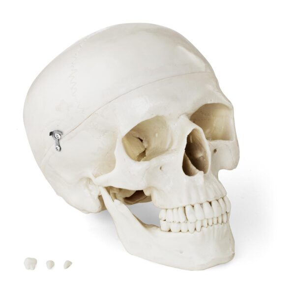 Model anatomiczny ludzkiej czaszki w skali 1:1 + Zęby 3 szt. 1 10040240 1