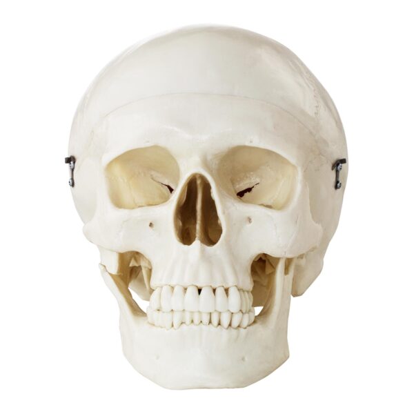 Model anatomiczny ludzkiej czaszki w skali 1:1 + Zęby 3 szt. 3 10040240 3