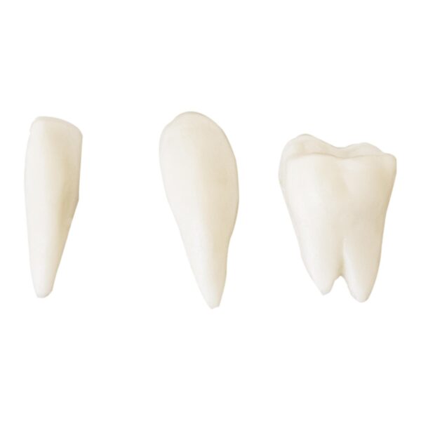 Model anatomiczny ludzkiej czaszki w skali 1:1 + Zęby 3 szt. 6 10040240 6
