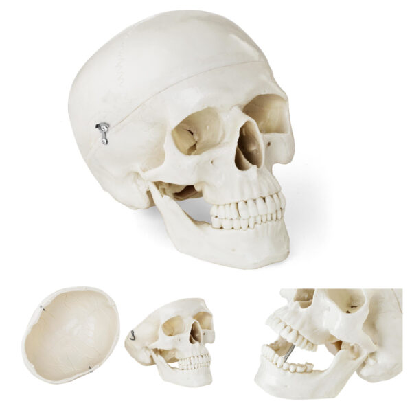 10040240-model-anatomiczny-ludzkiej-czaszki-w-skali-zeby-3-szt-hurtownia-sklep 10040240 model anatomiczny ludzkiej czaszki w skali zeby 3 szt hurtownia sklep