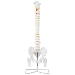 Model anatomiczny ludzkiego kręgosłupa z miednicą męską 86 cm 7 Model anatomiczny ludzkiego kręgosłupa z miednicą męską 86 cm - obrazek 3