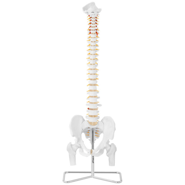 Model anatomiczny ludzkiego kręgosłupa z miednicą męską 86 cm 2 10040241 2