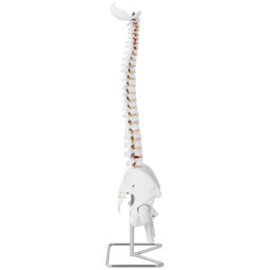 Model anatomiczny ludzkiego kręgosłupa z miednicą męską 86 cm 8 Model anatomiczny ludzkiego kręgosłupa z miednicą męską 86 cm - obrazek 4