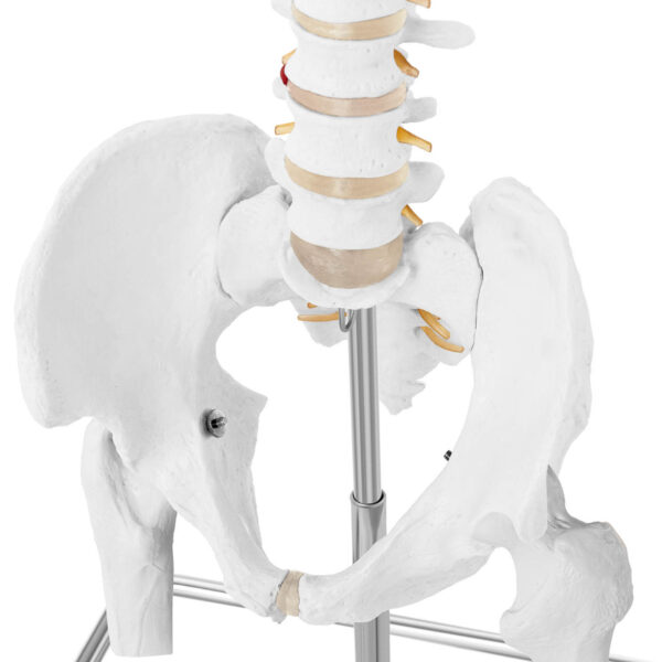 Model anatomiczny ludzkiego kręgosłupa z miednicą męską 86 cm 4 10040241 4