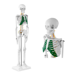 Model anatomiczny szkieletu człowieka 85 cm - obrazek 1