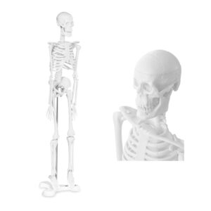Model anatomiczny ludzkiego szkieletu 47 cm 5 Model anatomiczny ludzkiego szkieletu 47 cm - obrazek 1