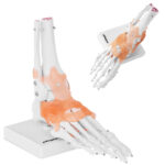 10040247 model anatomiczny stawu skokowego z wiezadlami w skali hurtownia sklep
