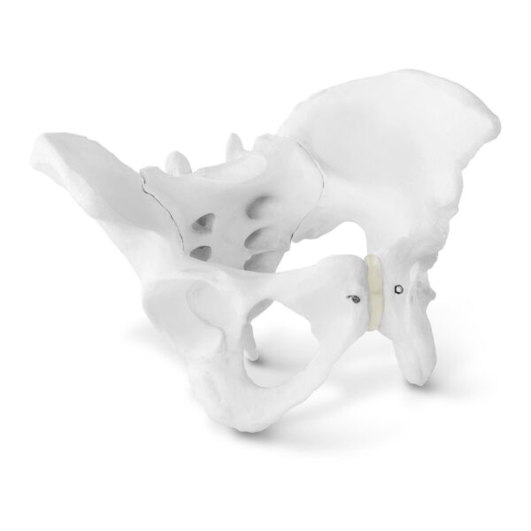 Model anatomiczny miednicy człowieka kobiety w skali 1:1 1 10040248 1