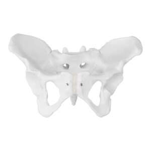 Model anatomiczny miednicy człowieka kobiety w skali 1:1 8 Model anatomiczny miednicy człowieka kobiety w skali 1:1 - obrazek 3
