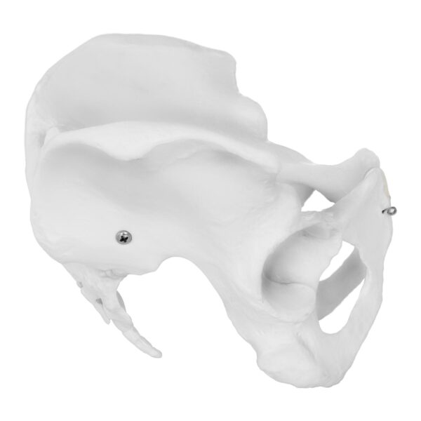 Model anatomiczny miednicy człowieka kobiety w skali 1:1 3 10040248 3