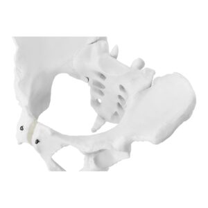 Model anatomiczny miednicy człowieka kobiety w skali 1:1 10 Model anatomiczny miednicy człowieka kobiety w skali 1:1 - obrazek 5