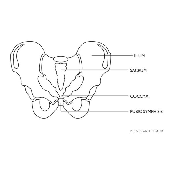 Model anatomiczny miednicy człowieka kobiety w skali 1:1 5 10040248 5