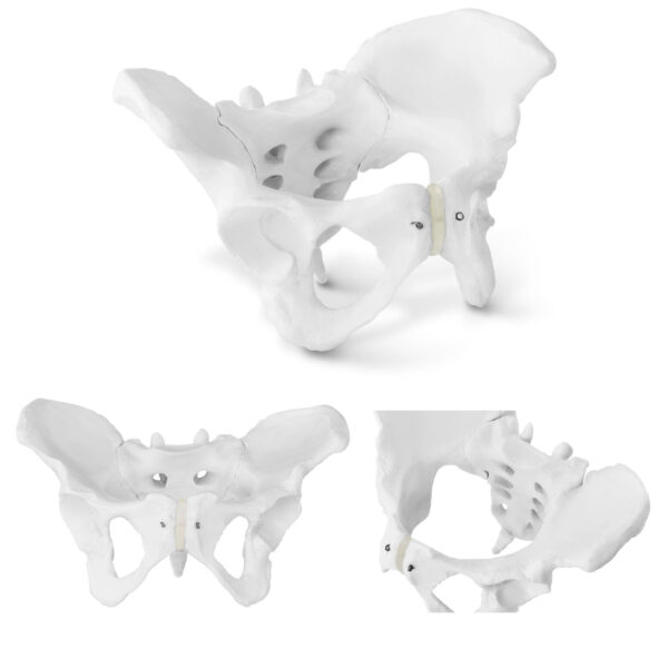 10040248-model-anatomiczny-miednicy-czlowieka-kobiety-w-skali-hurtownia-sklep 10040248 model anatomiczny miednicy czlowieka kobiety w skali hurtownia sklep