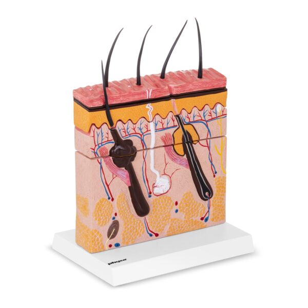 Model anatomiczny przekroju skóry człowieka 1 10040257 1