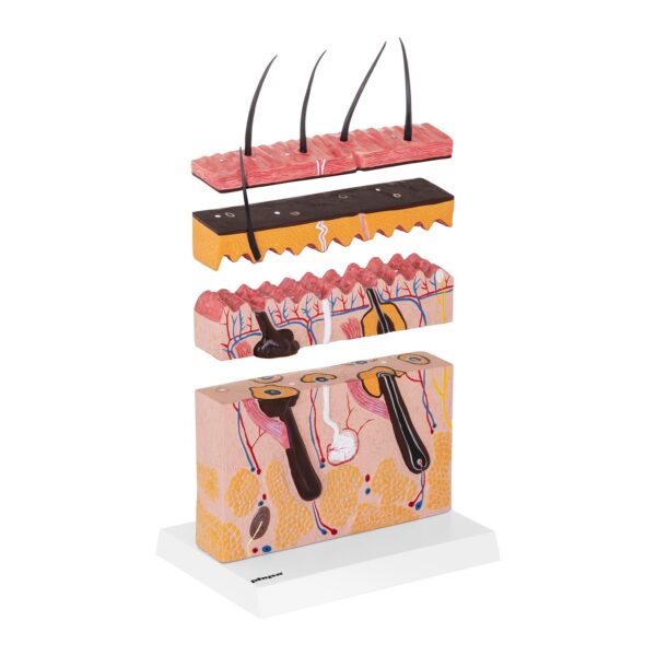 Model anatomiczny przekroju skóry człowieka 2 10040257 2