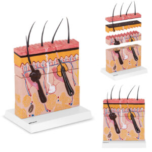 Model anatomiczny przekroju skóry człowieka 5 Model anatomiczny przekroju skóry człowieka - obrazek 1