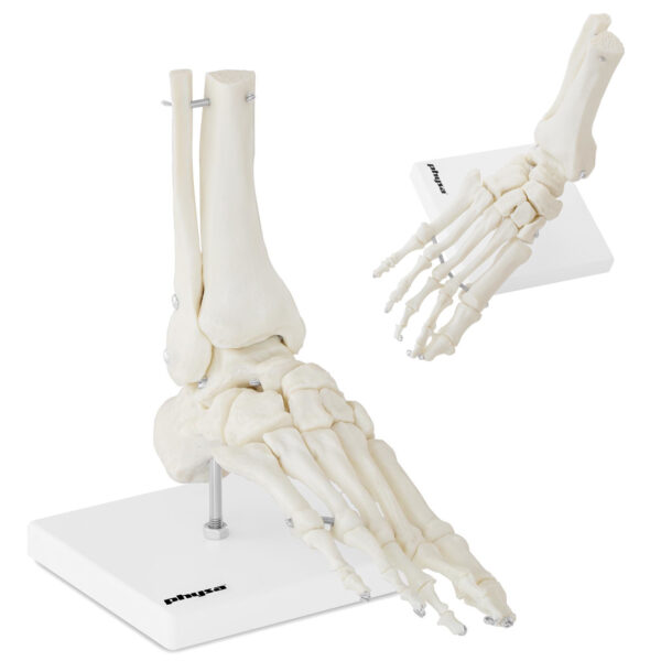 10040258 model anatomiczny stawu skokowego w skali hurtownia sklep
