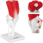 10040313 model anatomiczny stawu kolanowego 3d w skali 1 1 physa hurtownia sklep dystrybutor