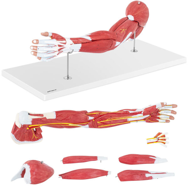 10040314 model anatomiczny ramienia 3d w skali 1 1 physa hurtownia sklep dystrybutor