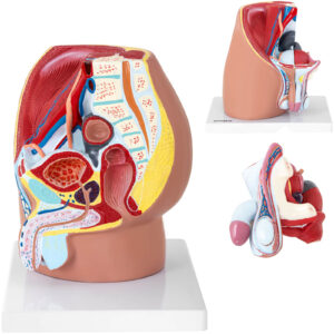 Model anatomiczny miednicy męskiej 3D w skali 1:1 6 Model anatomiczny miednicy męskiej 3D w skali 1:1 - obrazek 1