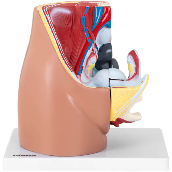 Model anatomiczny miednicy żeńskiej 3D w skali 1:1 2 10040317 2