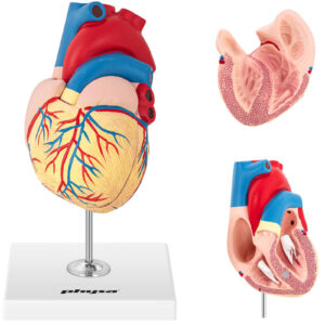 Model anatomiczny serca człowieka 3D 5 Model anatomiczny serca człowieka 3D - obrazek 1