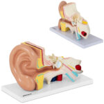 10040319 model anatomiczny 3d ludzkiego ucha physa hurtownia sklep dystrybutor