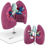 10040329 model anatomiczny 3d pluca czlowieka ze zmianami chorobowymi hurtownia sklep
