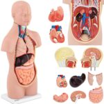 10040332 model anatomiczny 3d tulowia czlowieka z wyjmowanymi organami hurtownia sklep