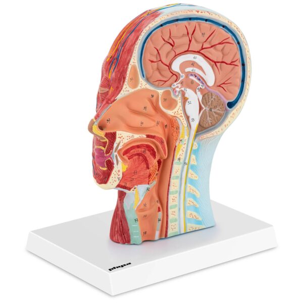 Model anatomiczny 3D głowy i szyi człowieka skala 1:1 1 10040335 1