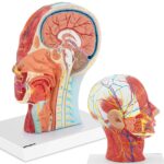 10040335 model anatomiczny 3d glowy i szyji czlowieka skala 11 hurtownia sklep