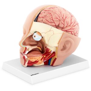 Model anatomiczny 3D głowy i mózgu człowieka skala 1:1 7 Model anatomiczny 3D głowy i mózgu człowieka skala 1:1 - obrazek 2