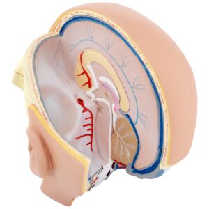 Model anatomiczny 3D głowy i mózgu człowieka skala 1:1 8 Model anatomiczny 3D głowy i mózgu człowieka skala 1:1 - obrazek 3