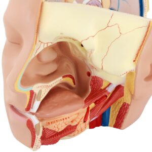 Model anatomiczny 3D głowy i mózgu człowieka skala 1:1 10 Model anatomiczny 3D głowy i mózgu człowieka skala 1:1 - obrazek 5