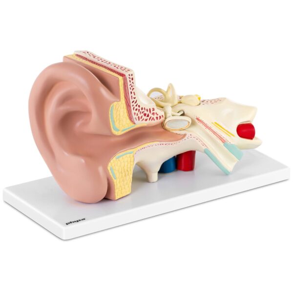 Model anatomiczny 3D ucha człowieka z wyjmowanymi elementami skala 3:1 1 10040337 1