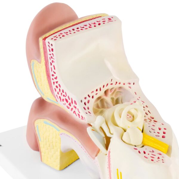 Model anatomiczny 3D ucha człowieka z wyjmowanymi elementami skala 3:1 2 10040337 2