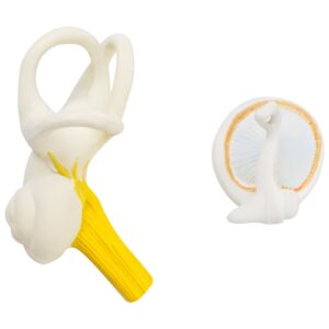 Model anatomiczny 3D ucha człowieka z wyjmowanymi elementami skala 3:1 8 Model anatomiczny 3D ucha człowieka z wyjmowanymi elementami skala 3:1 - obrazek 4