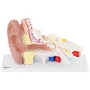 Model anatomiczny 3D ucha człowieka z wyjmowanymi elementami skala 3:1 9 Model anatomiczny 3D ucha człowieka z wyjmowanymi elementami skala 3:1 - obrazek 5